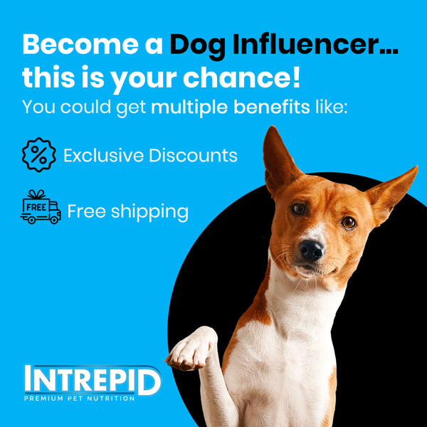 Become a Dog Influencer and Receive Multiple Benefits!