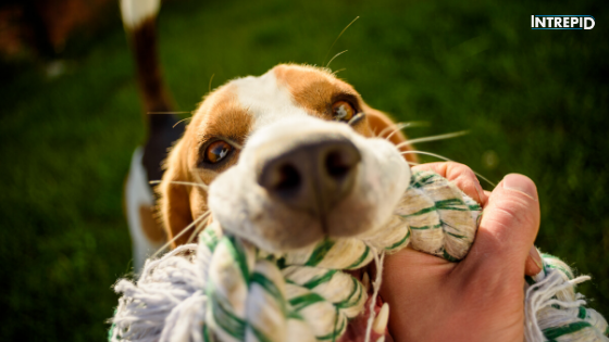 5 fun games to make your dog active and smarter