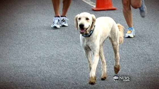 Intrepid Superhero Pets: Dozer the Dog Runs Marathon