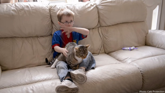 Intrepid Superhero Pet: This heroic kitty jumped on bullies to defend his young owner