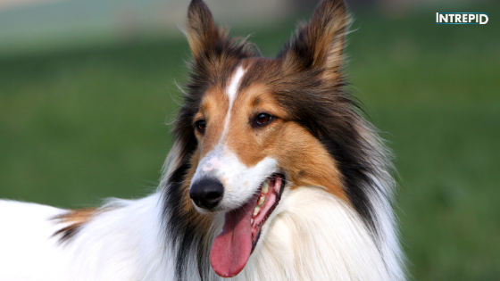 Intrepid Superhero Pets: Lassie, the Movie Star